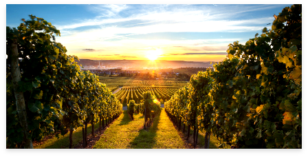 Les vignes du Domaine Specht